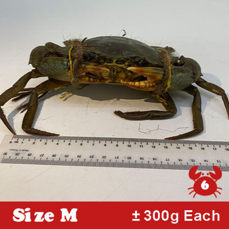 (TOTAL 2kg) SIZE M 🦀  – 6 PIECES