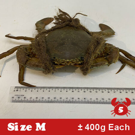 (TOTAL 2kg) SIZE M 🦀 – 5 PIECES